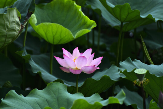 荷花