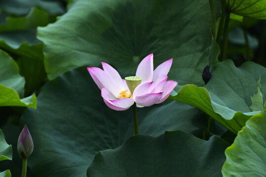 荷花