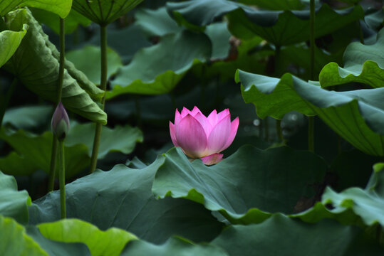 荷花