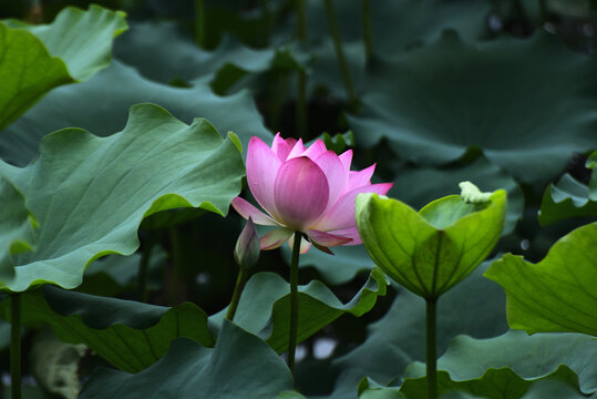 荷花