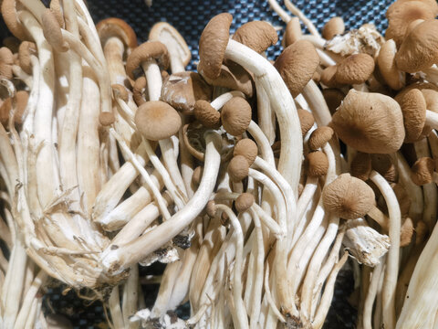 海鲜菇