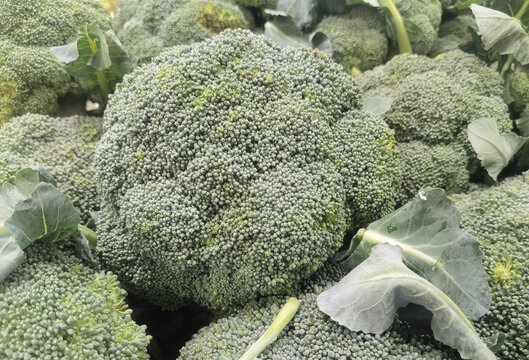 新鲜饱满的西兰花