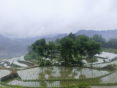 梯田美景