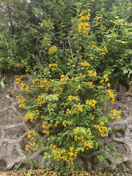 决明子花与植株