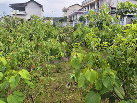 乡村院落旁的繁茂果树林