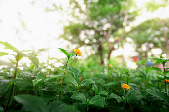 雨过天晴后黄昏太阳光照射在湖边南美蟛蜞菊