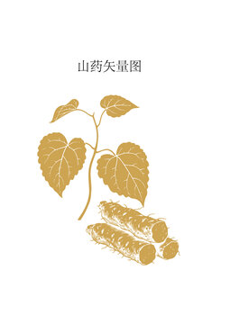 金色山药矢量插画素材