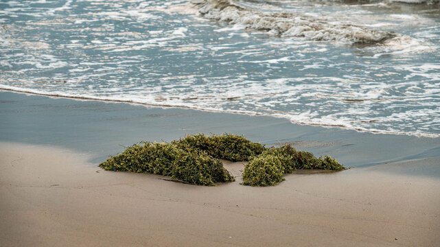 沙滩上的海浪与绿色海藻