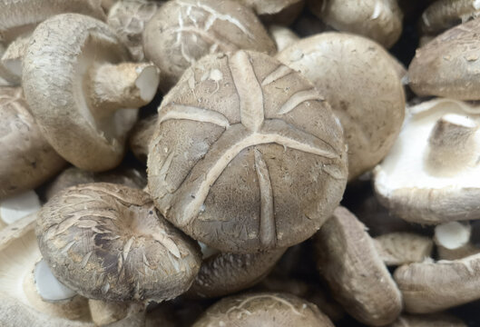 新鲜香菇