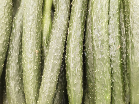 黄瓜