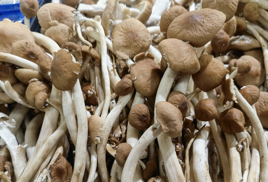 海鲜菇
