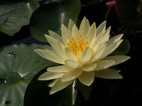 莲花
