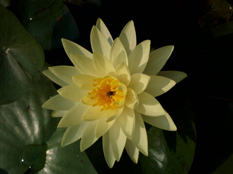 莲花
