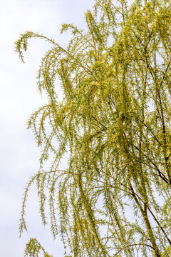 春日低垂嫩绿柳树枝条