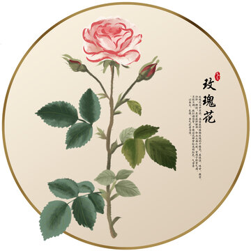 手绘中草药玫瑰花养生药材