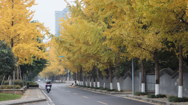 秋日金黄银杏林荫街道