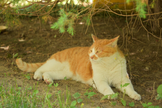 橘猫