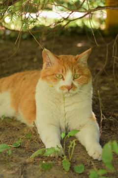 橘猫