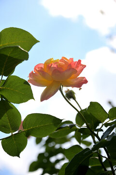 一朵月季花