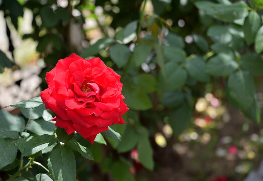 一朵红色月季花