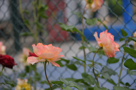 粉色月季花