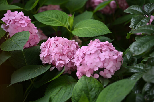 绣球花