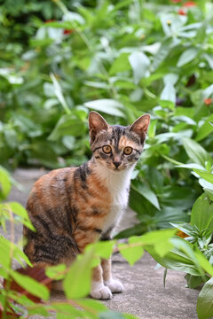 小猫
