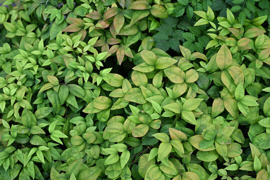 绿植墙