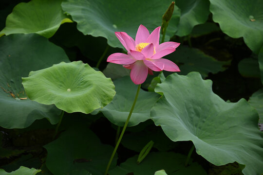 荷花