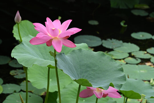 荷花