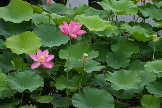 荷花