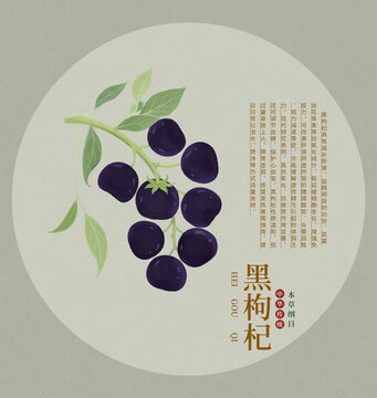 手绘黑枸杞中式风插画