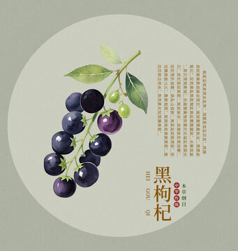 黑枸杞手绘插画中草药图鉴