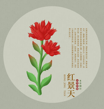 红景天手绘插画中草药图鉴