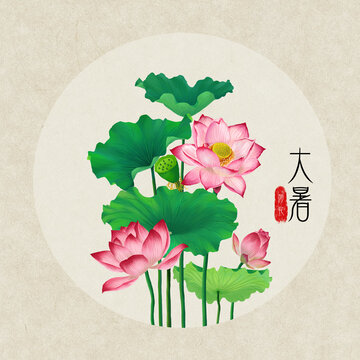 24节气之大暑荷花