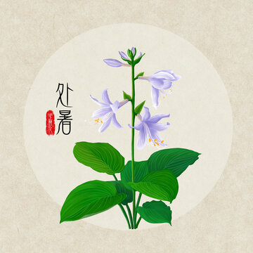 24节气之处暑玉簪花