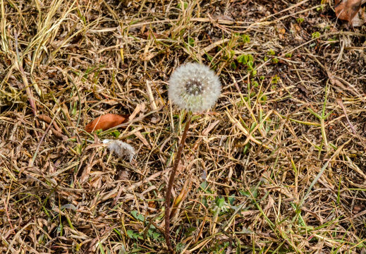 草地上独自绽放的蒲公英