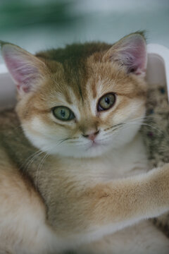 小猫