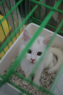 小猫