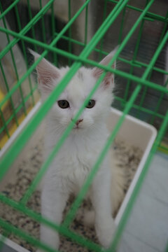小猫