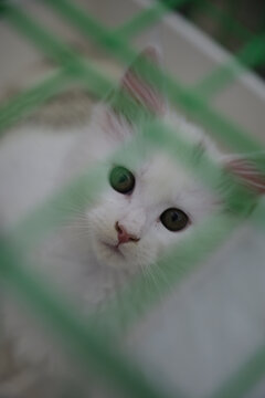 小猫