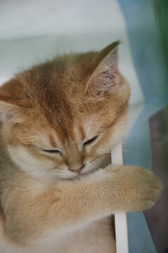 小猫