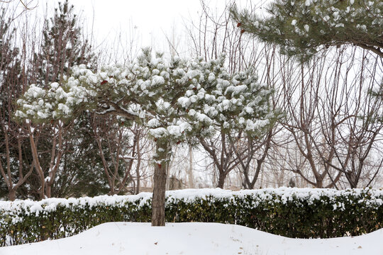 雪覆松树的冬日园林景致