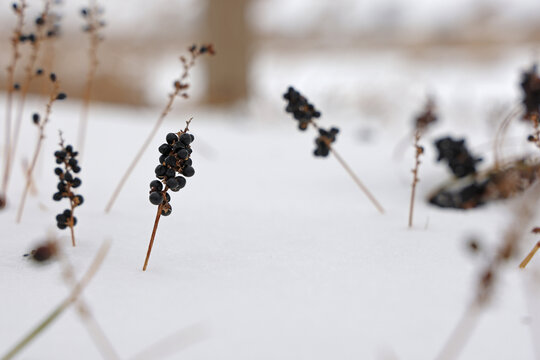 雪地上的黑色植物果穗