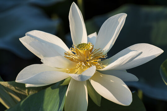 荷花金色花蕊