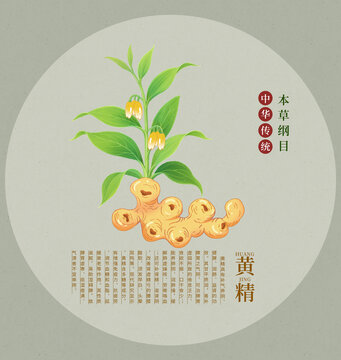 传统中药材黄精插画图