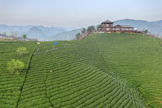 观景台与茶山风光