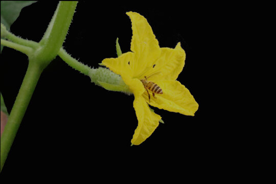 蜜蜂采花