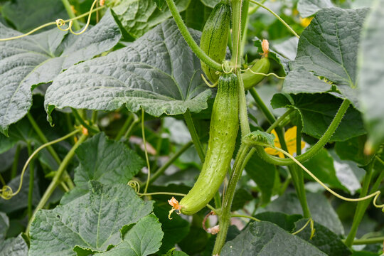 蔬菜种植绿色植物黄瓜