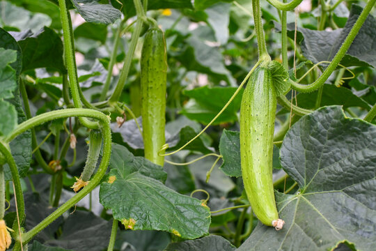 蔬菜种植绿色植物黄瓜